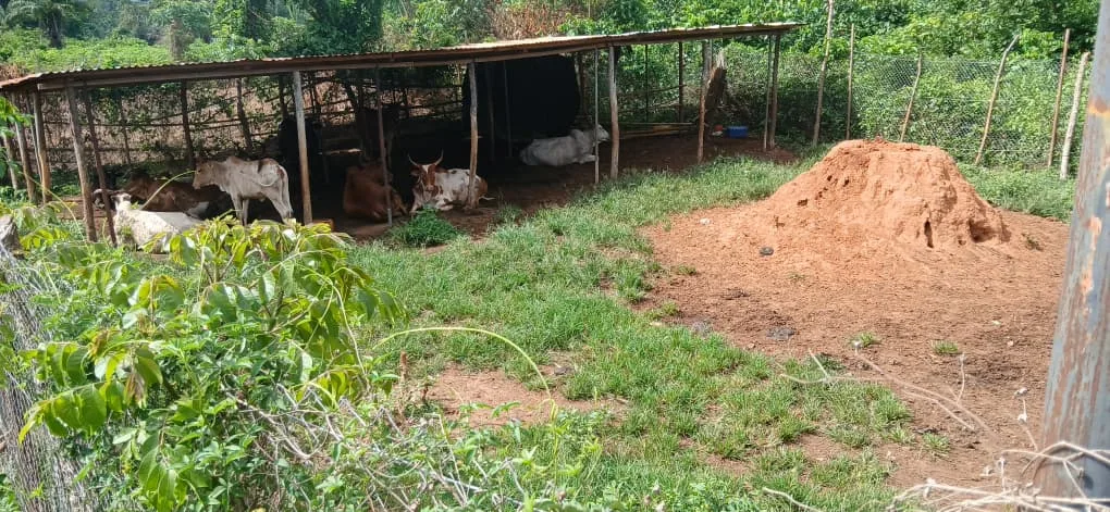 Fermes bovines 1