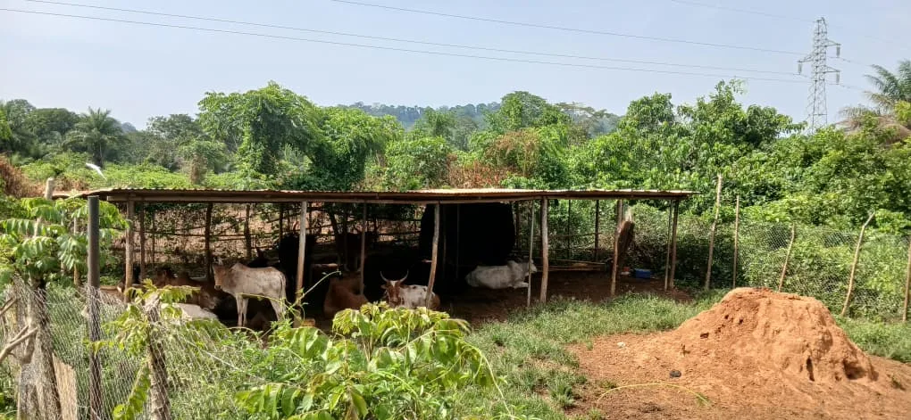 Fermes bovines 2