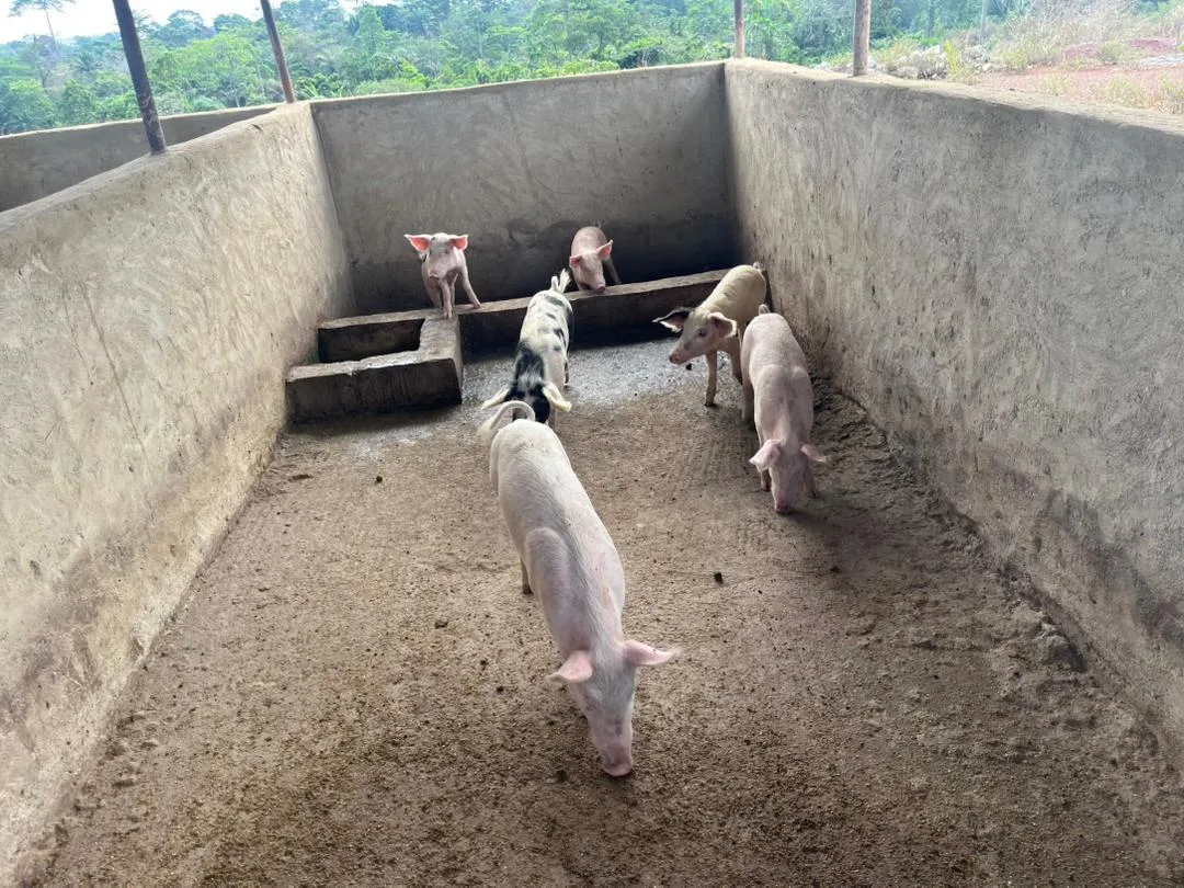Fermes porcines 5