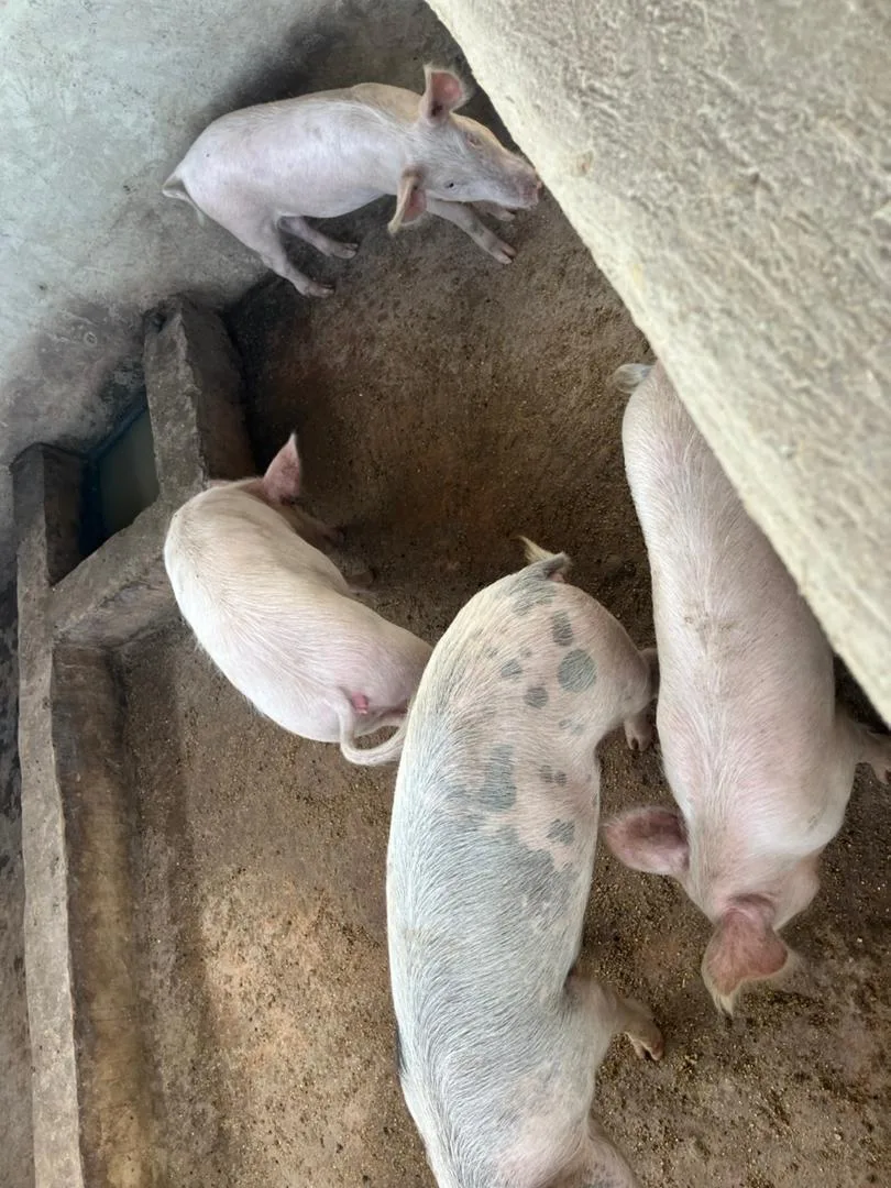 Fermes porcines 6