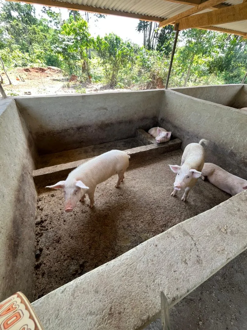 Fermes porcines 7