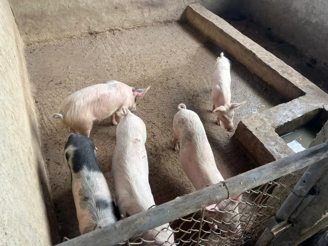 Fermes porcines 8